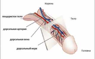 Болит головка члена: почему, что делать, как лечить